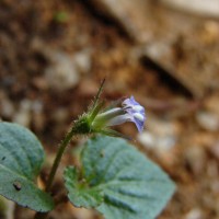 Lobelia zeylanica L.